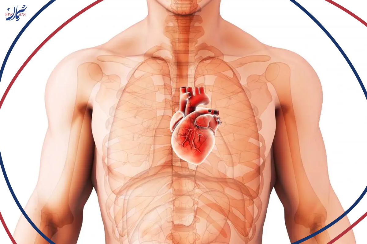 ضعف عضله قلب؛ علائم، علل و روشهای درمانی مدرن برای بهبود کیفیت زندگی 4 مراحل پیشرفت ضعف عضله قلب