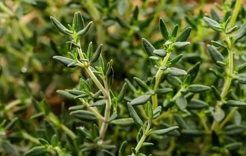 thyme 3